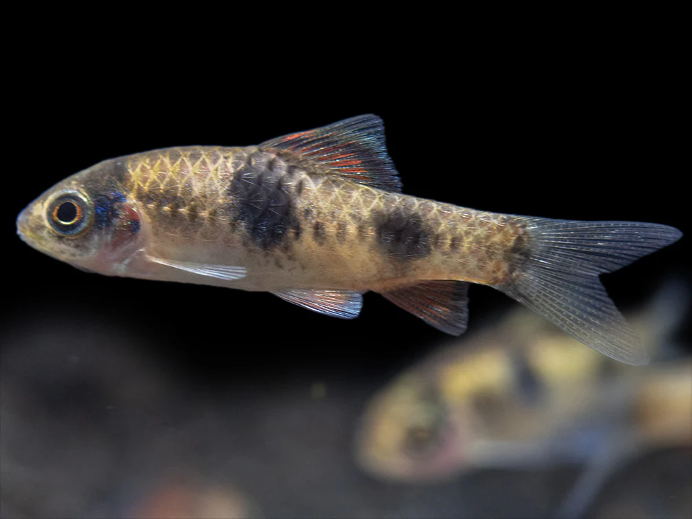 Red Panda AKA Melon Barb (Haludaria fasciata), Tank-Bred