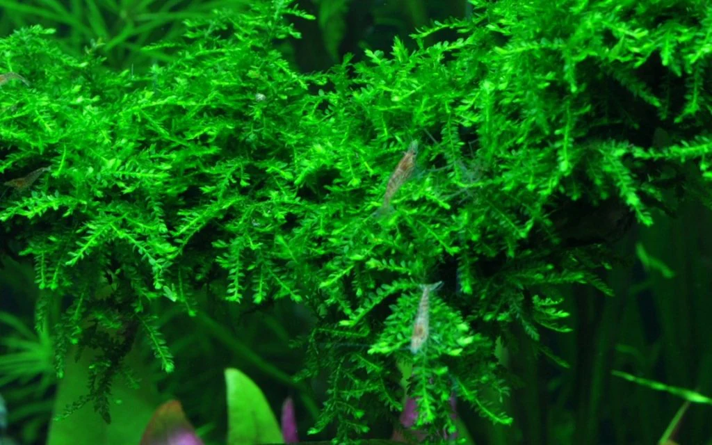 Vesicularia ferriei 'Weeping Moss' Tissue Culture