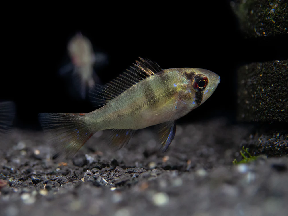 German Blue Ram Dwarf Cichlid (Mikrogeophagus ramirezi) - Tank-Bred!