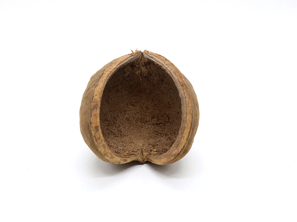 Aquatic Arts Buddha / Nut Pods — Dried Botanicals