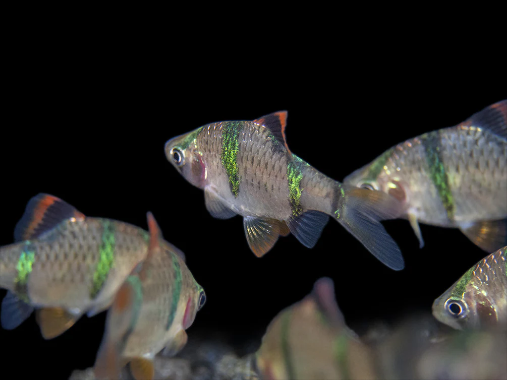 Tiger Barb (Puntigrus tetrazona), Tank-Bred