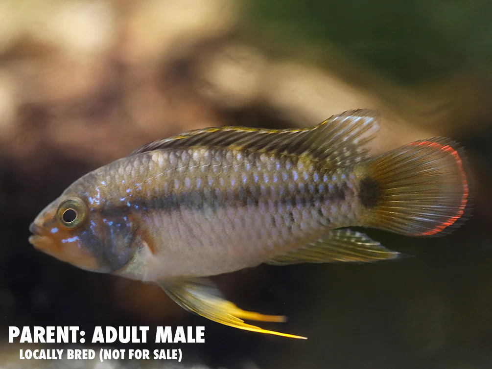 Panda Dwarf Cichlid (Apistogramma nijsseni)