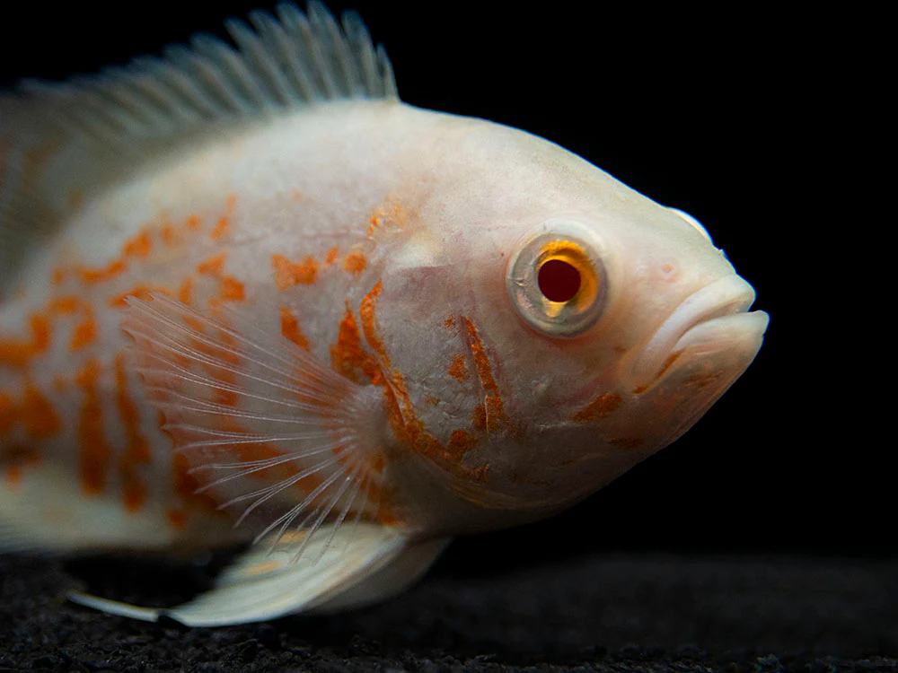 Albino Tiger Oscar (Astronotus ocellatus), Tank-Bred