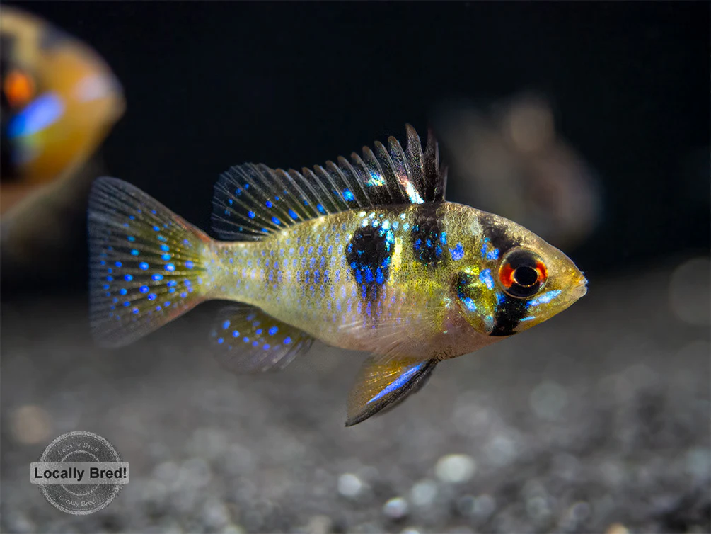 German Blue Ram Dwarf Cichlid (Mikrogeophagus ramirezi) - LOCALLY BRED!!!