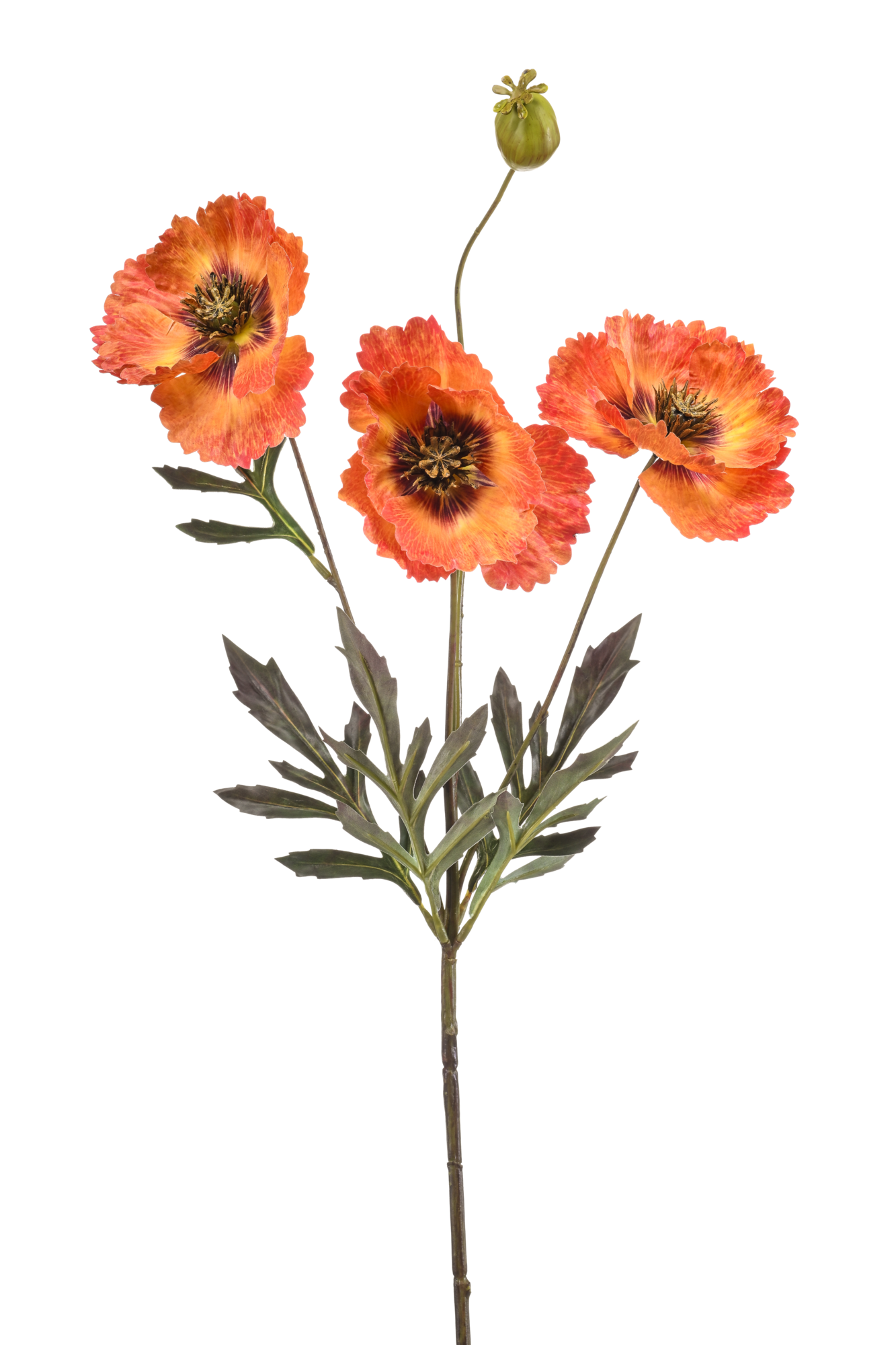 Poppy spray orange