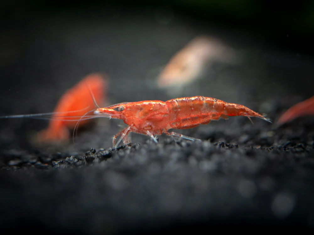 Sakura Red Cherry Shrimp (Neocaridina davidi), Tank-Bred