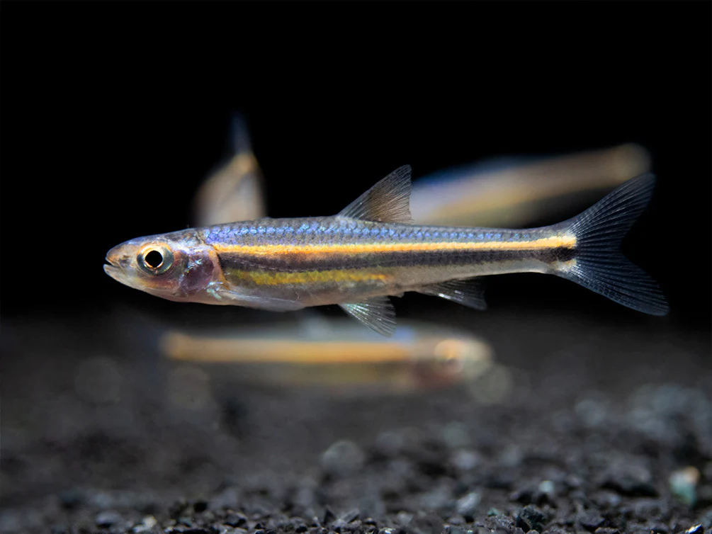 Rainbow Shiner (Notropsis chrosomus), Tank-Bred