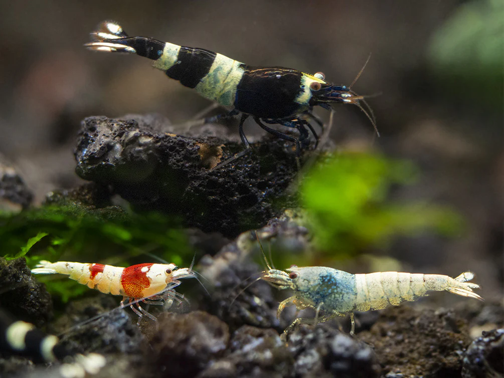 Assorted Caridina Shrimp (Caridina sp.), Tank-Bred