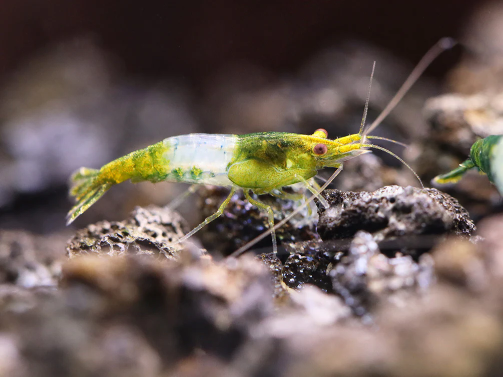 Green Rili Shrimp (Neocaridina davidi) - Tank Bred