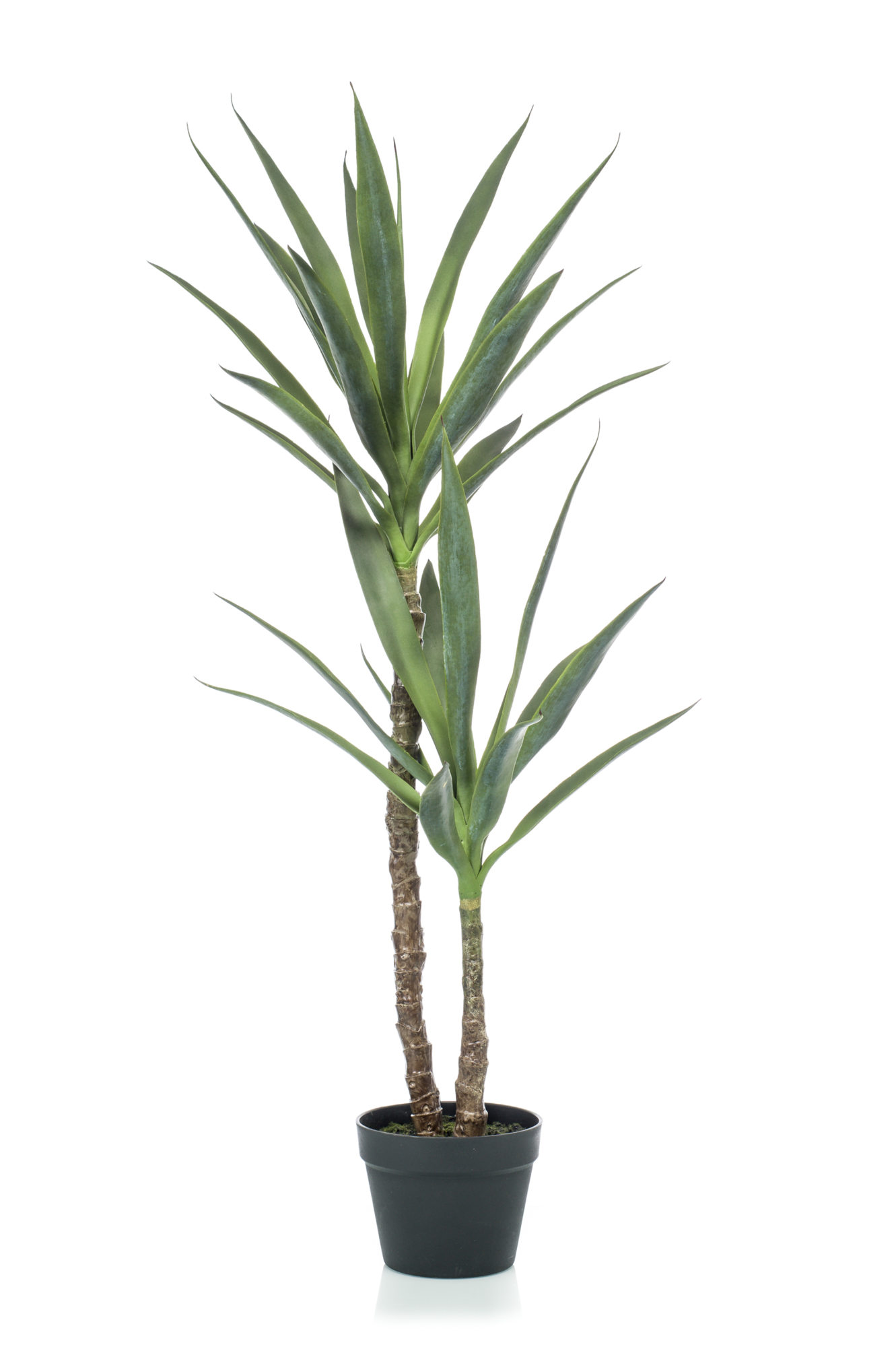 Yucca