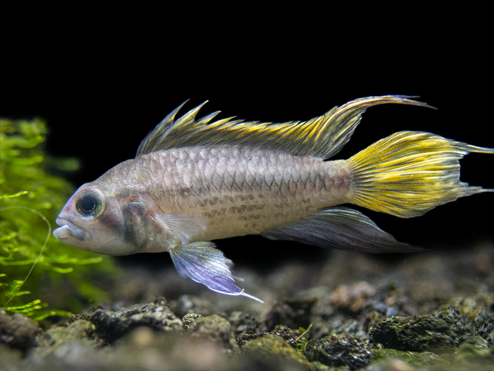 Yellow Flash Cockatoo Dwarf Cichlid (Apistogramma cacatuoides), Tank-Bred