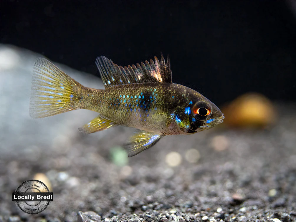 German Blue Ram Dwarf Cichlid (Mikrogeophagus ramirezi) - LOCALLY BRED!!!