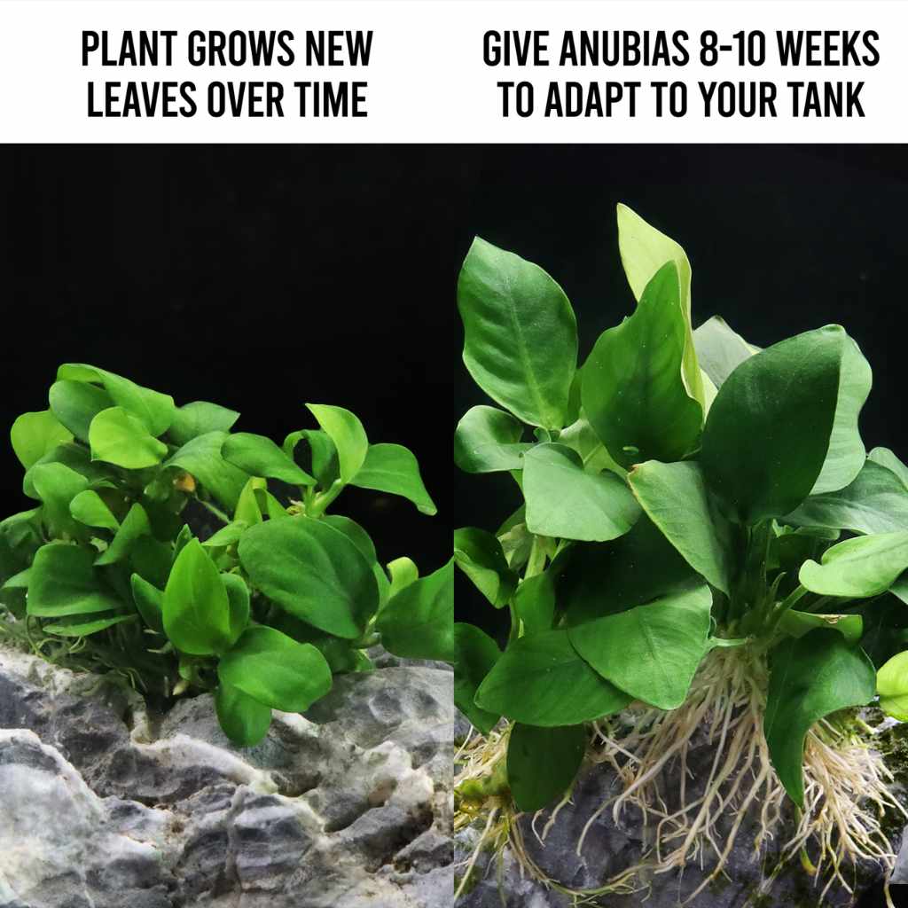 Anubias Barteri Nana Tissue Culture