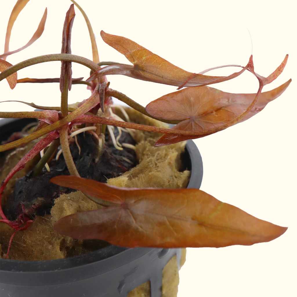 Red Dwarf Aquarium Lily Bulb
