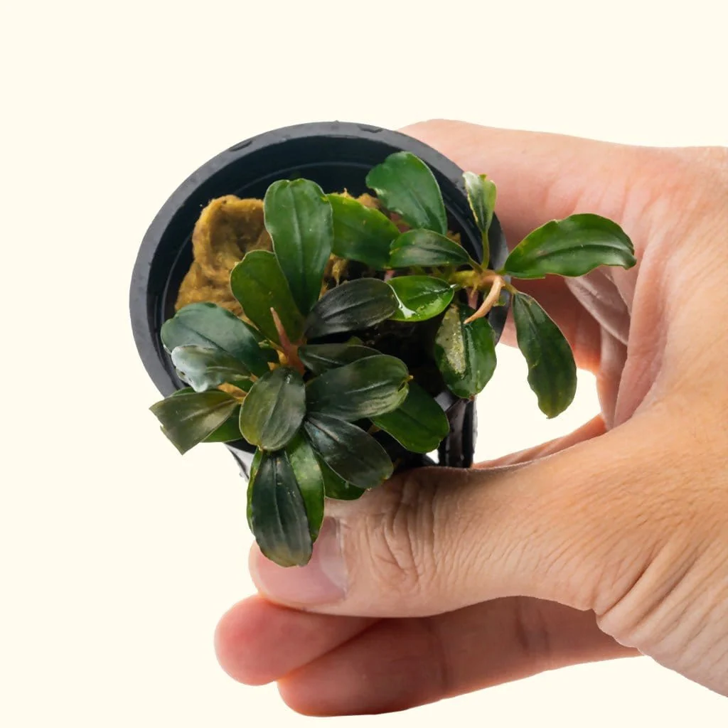 Bucephalandra Black Pearl