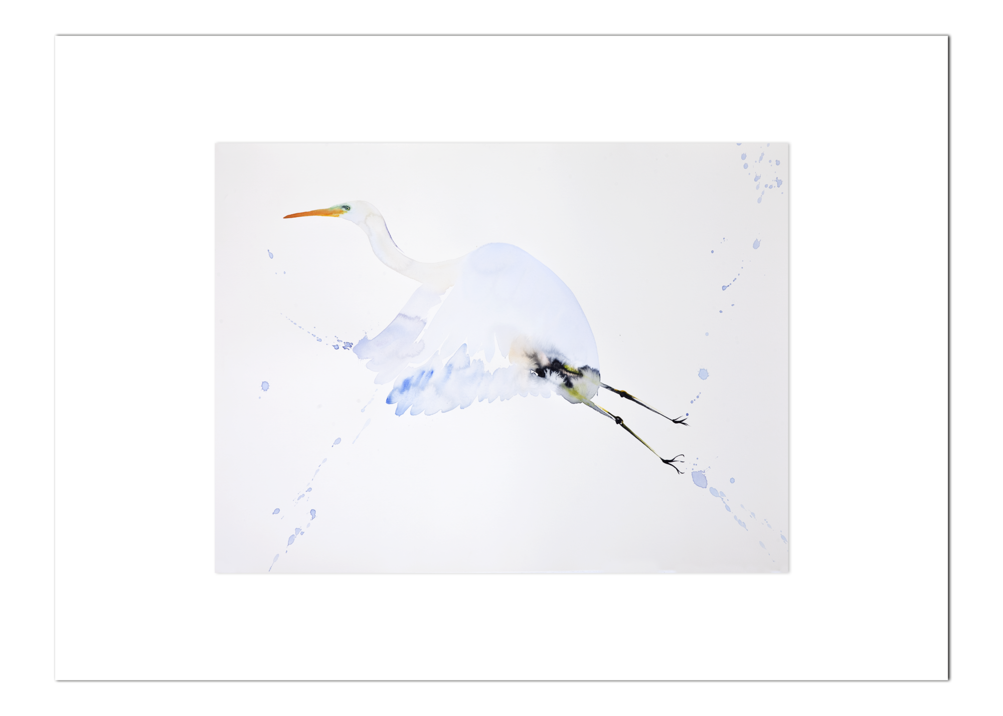 Poster Reiger in Vlucht 30 x 40 cm