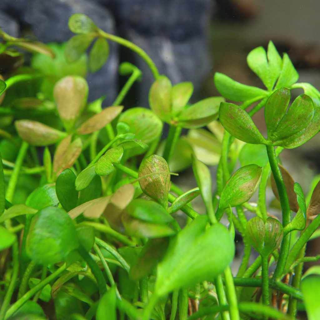 Marsilea Hirsuta Tissue Culture