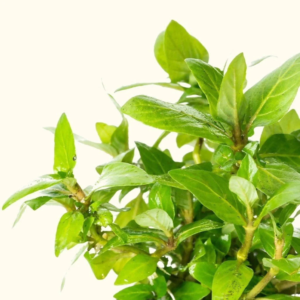 Staurogyne Repens