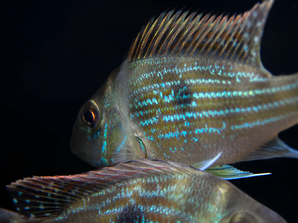 Sven's Eartheater Cichlid (Geophagus sveni), Tank-Bred!