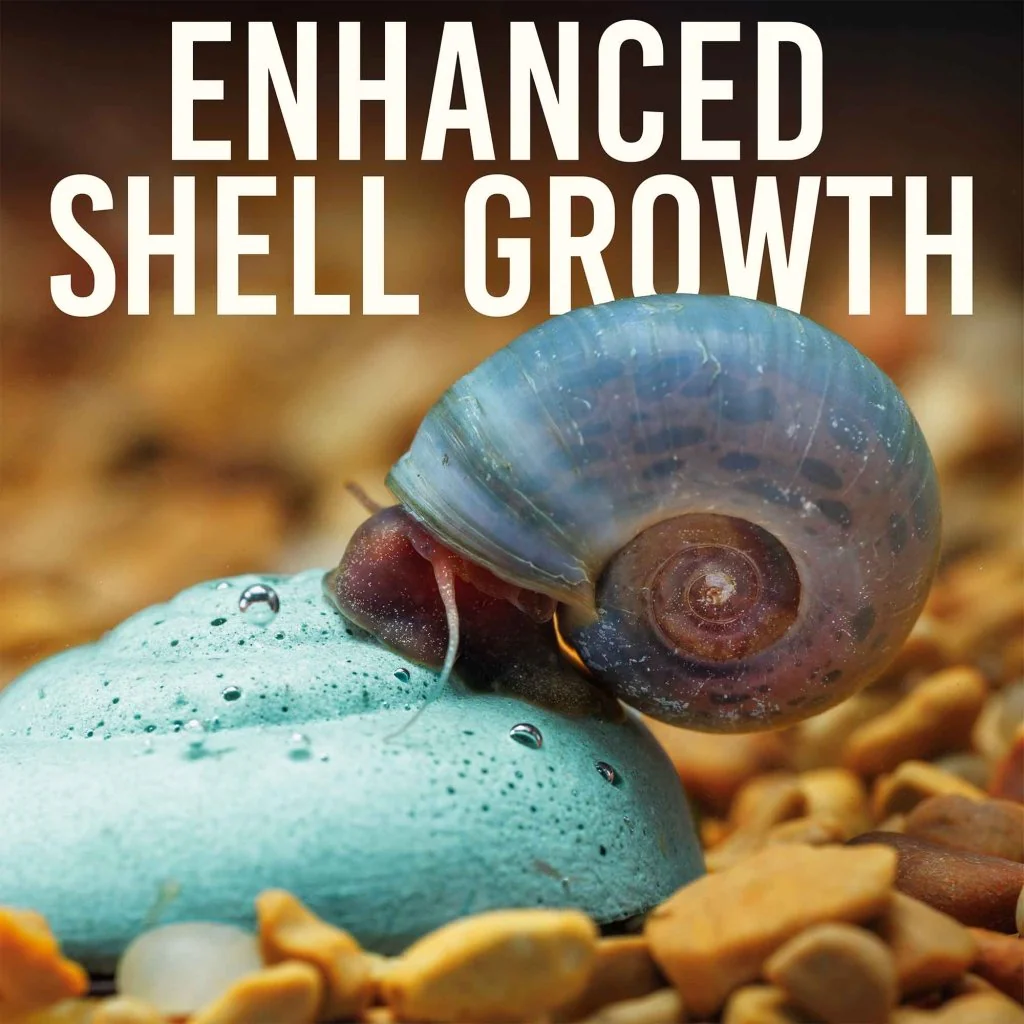 Easy Shrimp and Snail Shells