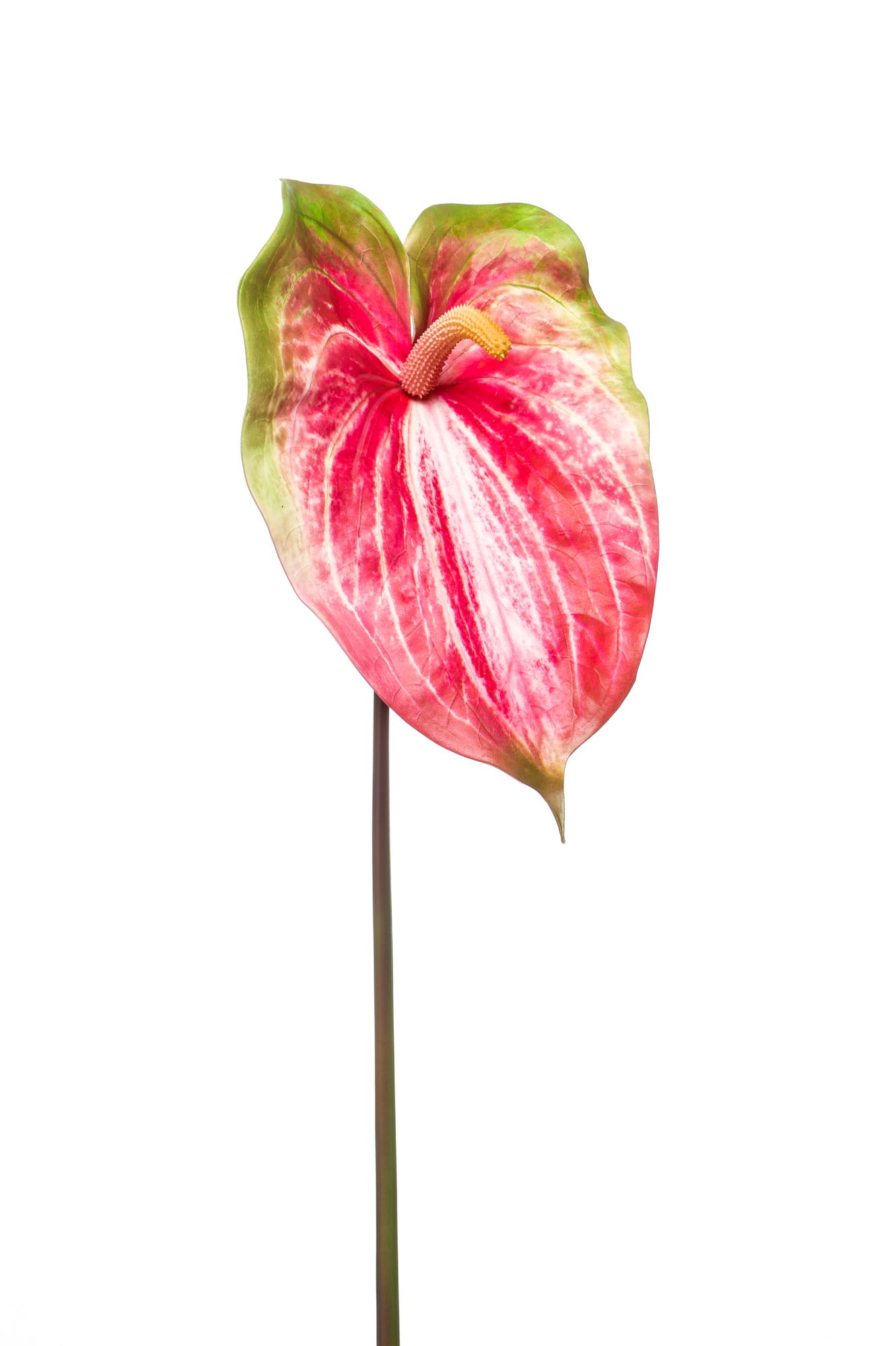Anthurium spray
