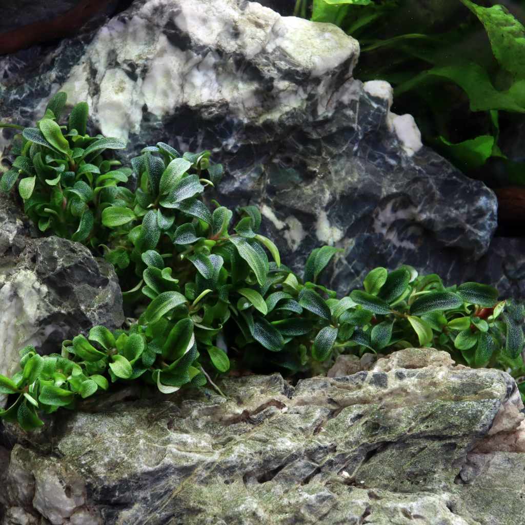 Bucephalandra Needle Leaf Tissue Culture