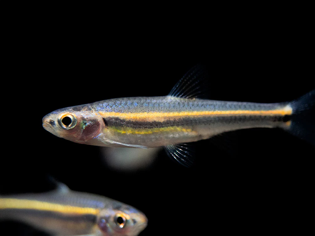 Rainbow Shiner (Notropsis chrosomus), Tank-Bred
