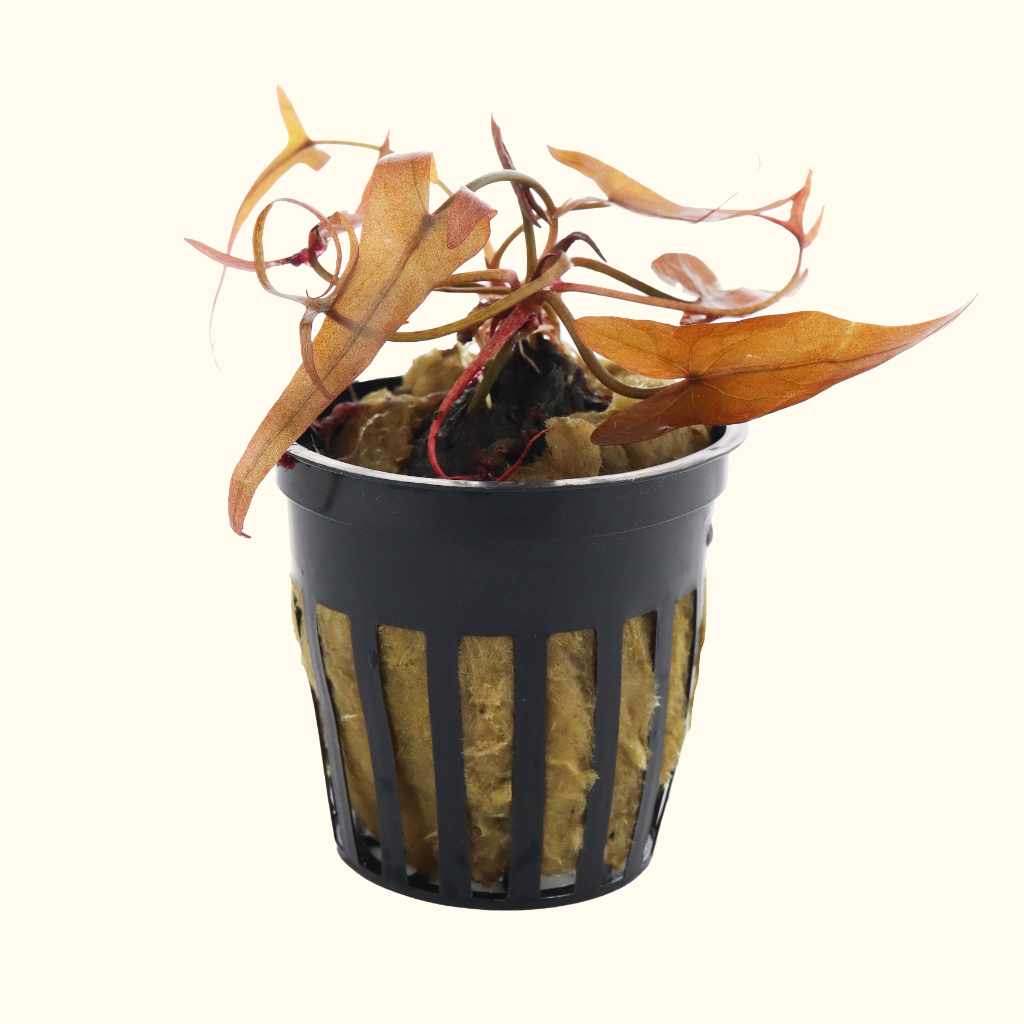 Red Dwarf Aquarium Lily Bulb
