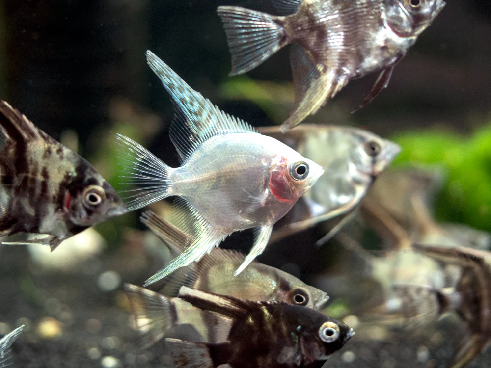 Assorted Angelfish (Pterophyllum scalare) - Tank-Bred!