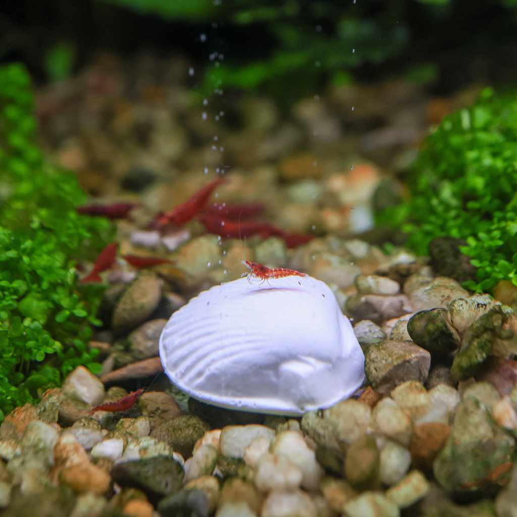 Wonder Shell