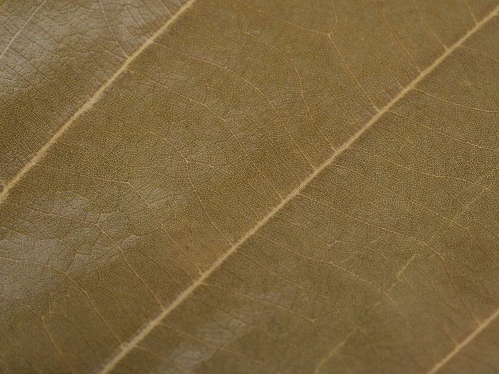 Cinnamon Leaves
