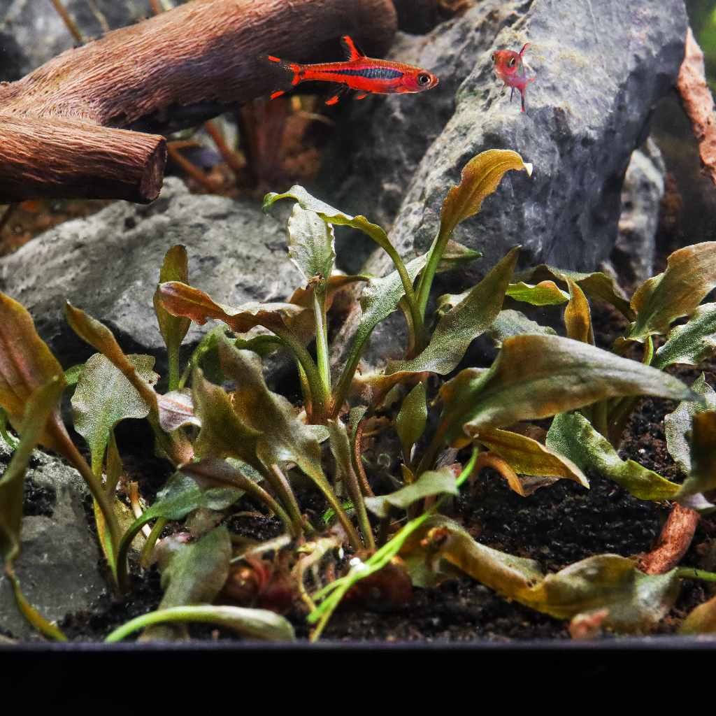 Cryptocoryne Wendtii 'Mi Oya' Tissue Culture