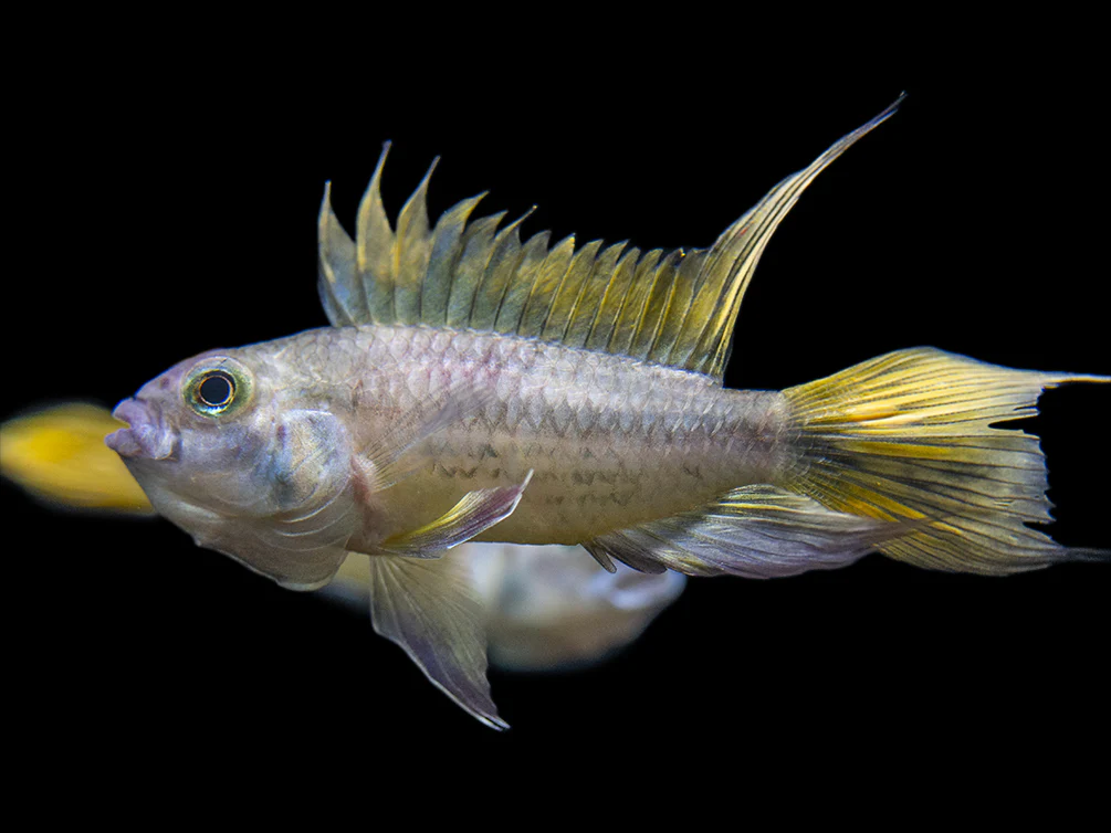 Yellow Flash Cockatoo Dwarf Cichlid (Apistogramma cacatuoides), Tank-Bred