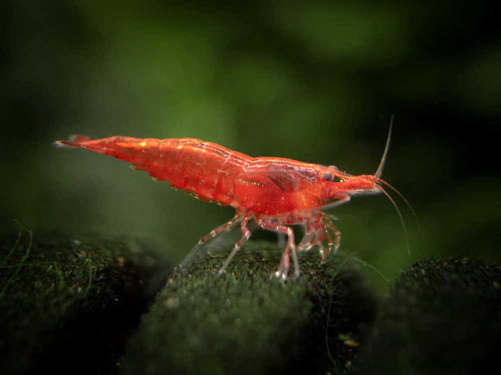 Sakura Red Cherry Shrimp (Neocaridina davidi), Tank-Bred