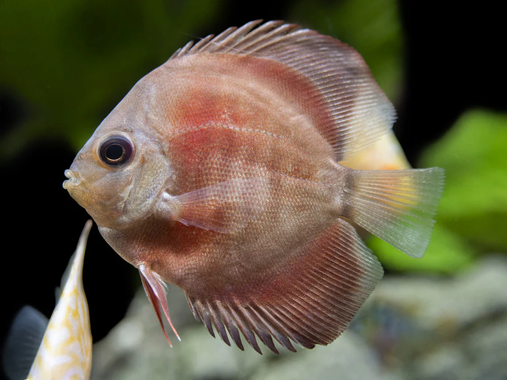 Dealer's Choice Discus (Symphysodon aequifasciatus), Tank-Bred