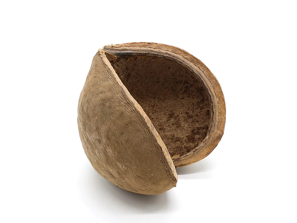 Aquatic Arts Natural Hide Combo Pack — Coconut Hut, Beal & Buddha Pods