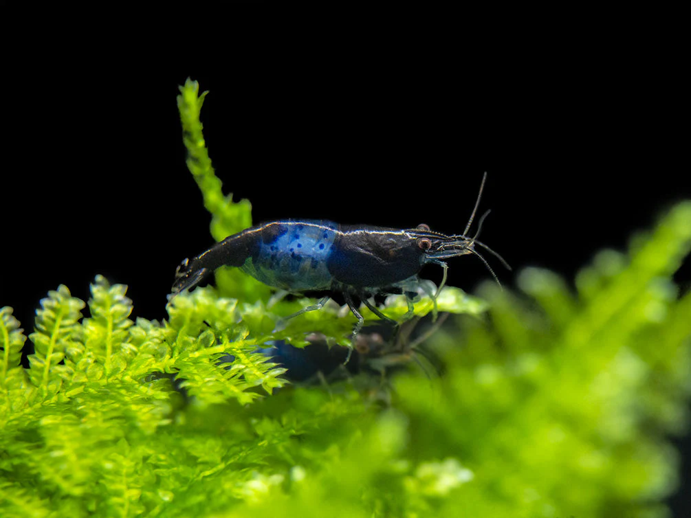 Carbon Rili Shrimp (Neocaridina davidi), Tank-Bred