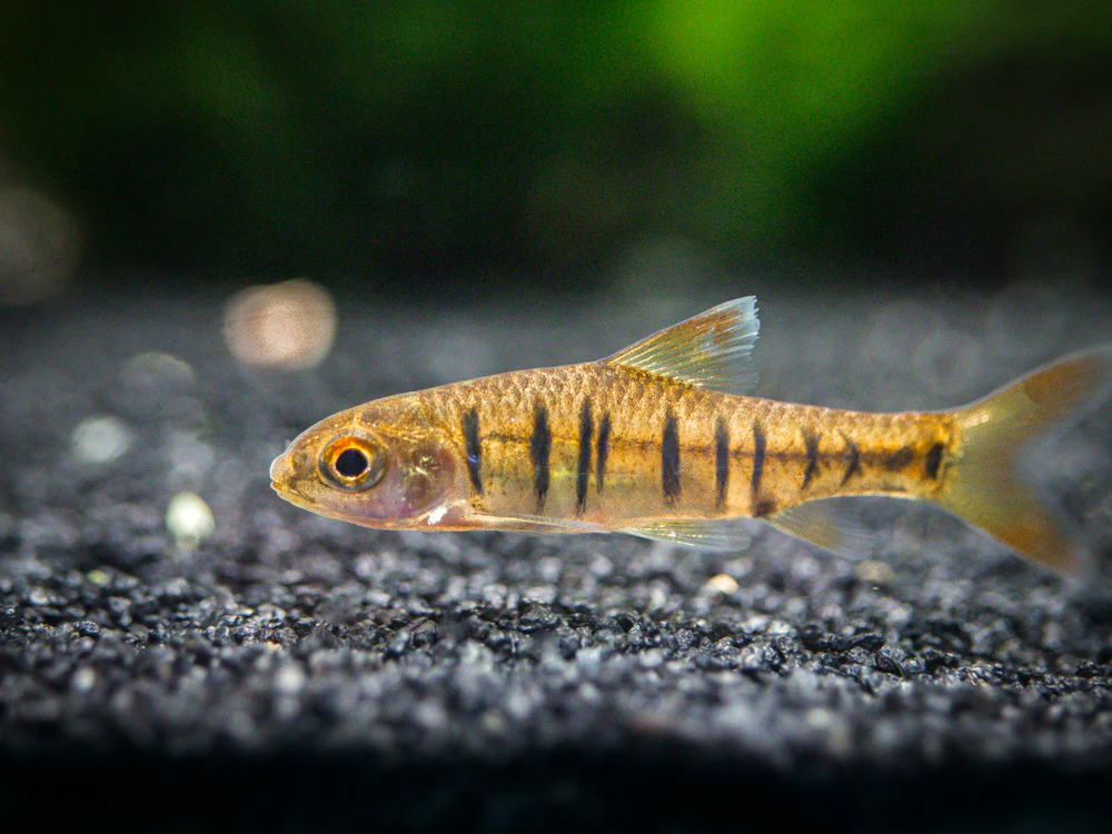 African Banded Barb (Barbus fasciolatus) - Tank-Bred