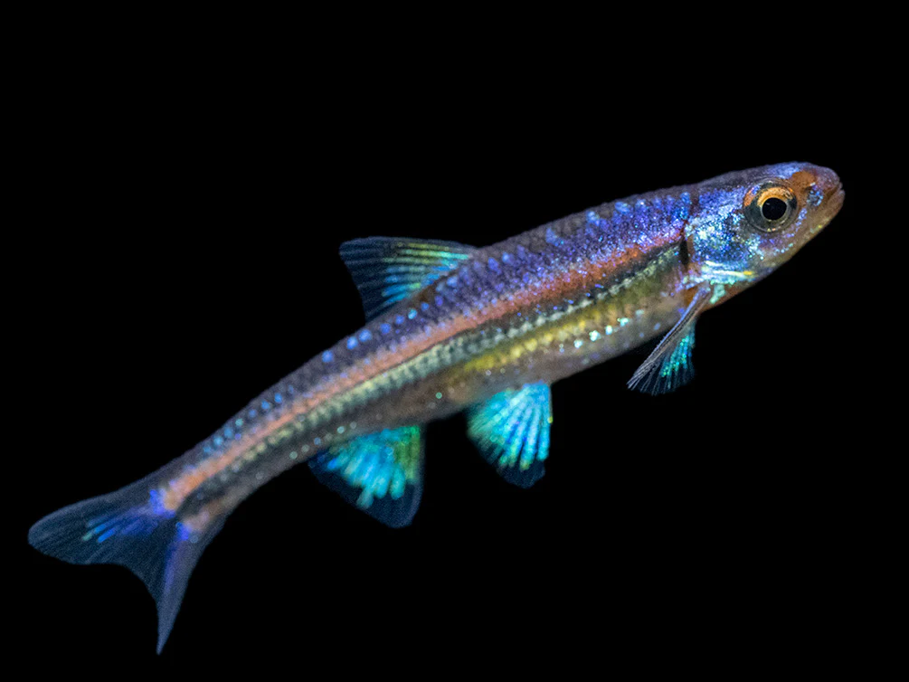 Rainbow Shiner (Notropsis chrosomus), Tank-Bred