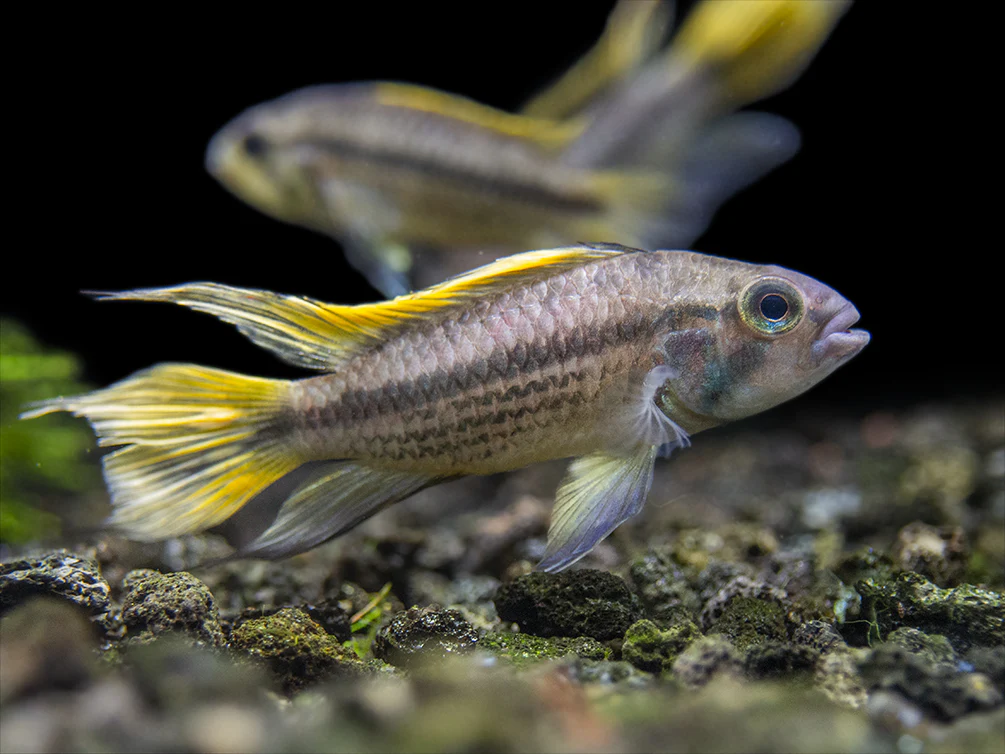 Yellow Flash Cockatoo Dwarf Cichlid (Apistogramma cacatuoides), Tank-Bred