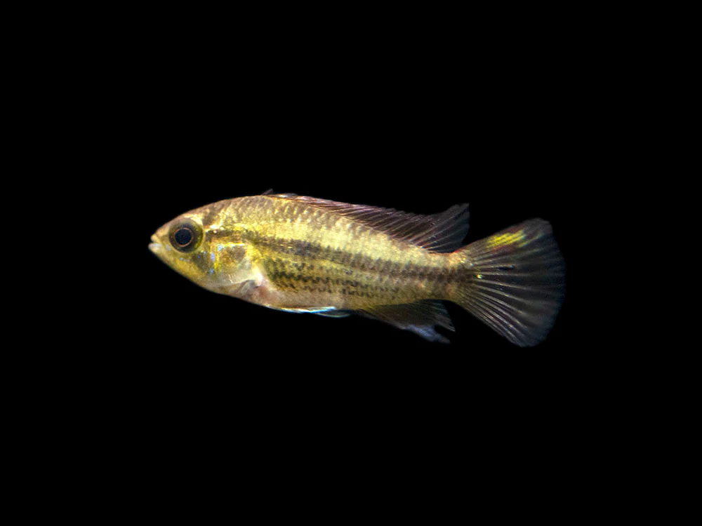 Cockatoo Dwarf Cichlid (Apistogramma cacatuoides)