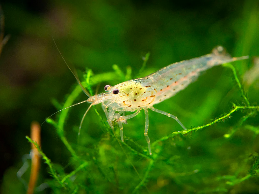 Amano AKA Yamato Shrimp (Caridina multidentata)