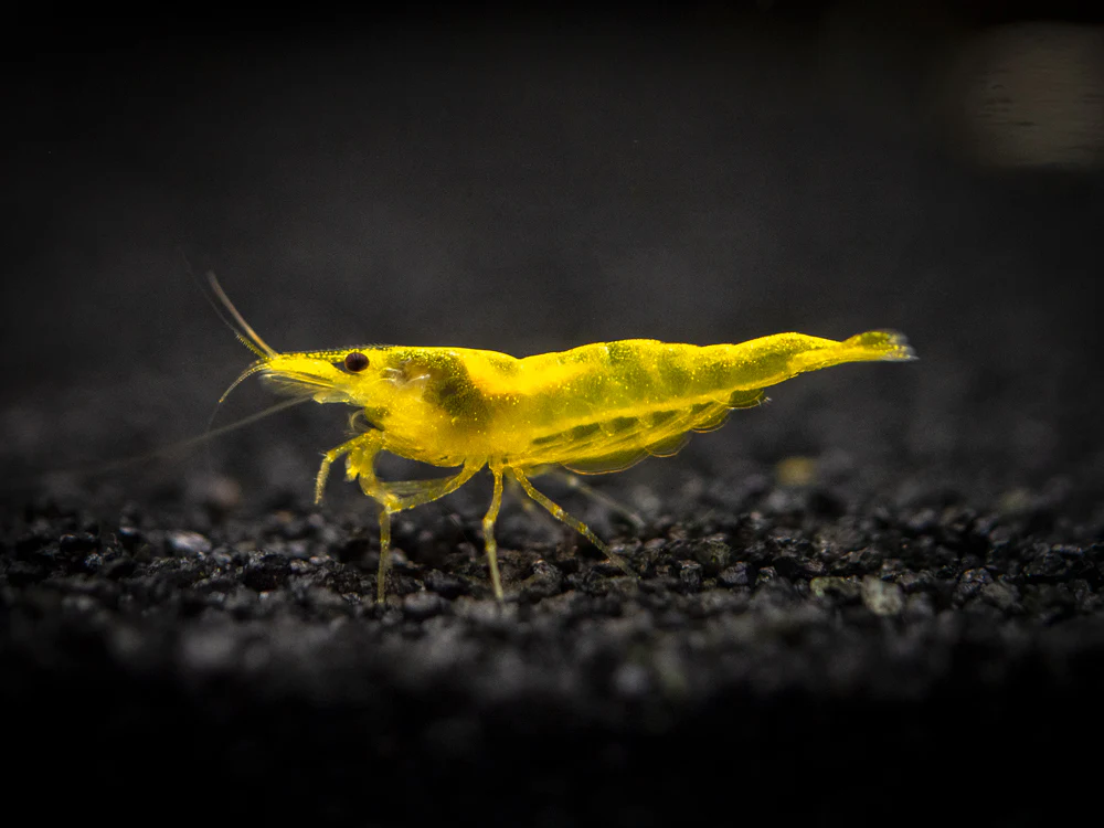 Golden Back Yellow Shrimp Breeder Combo Box