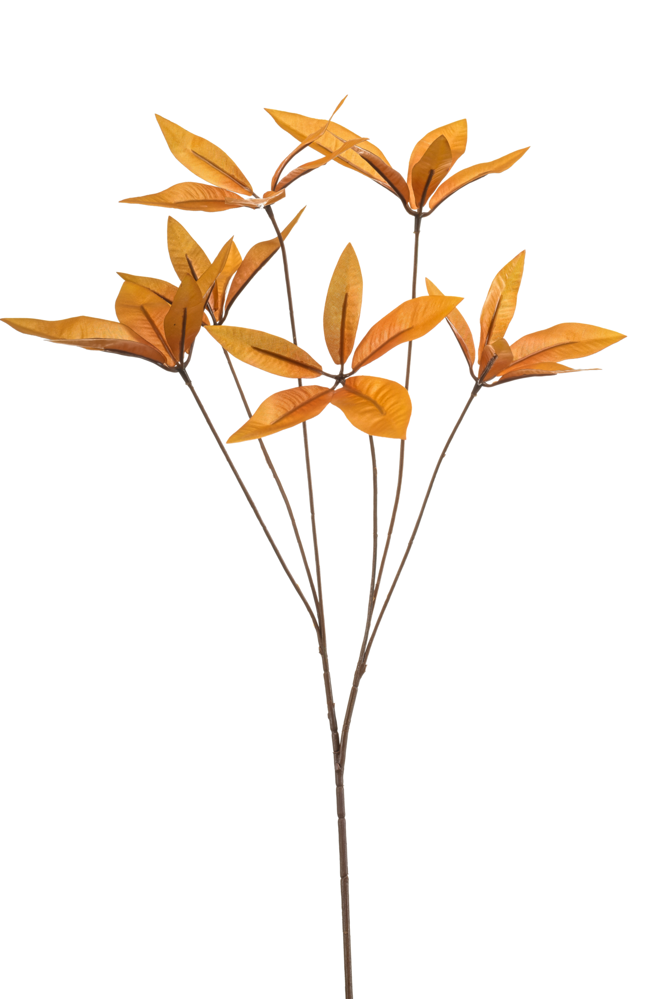 Pachira spray orange