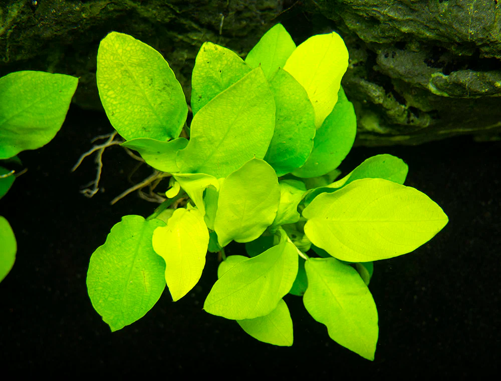Golden Anubias Nana (Anubias barteri var. “Golden nana”), Bare Root