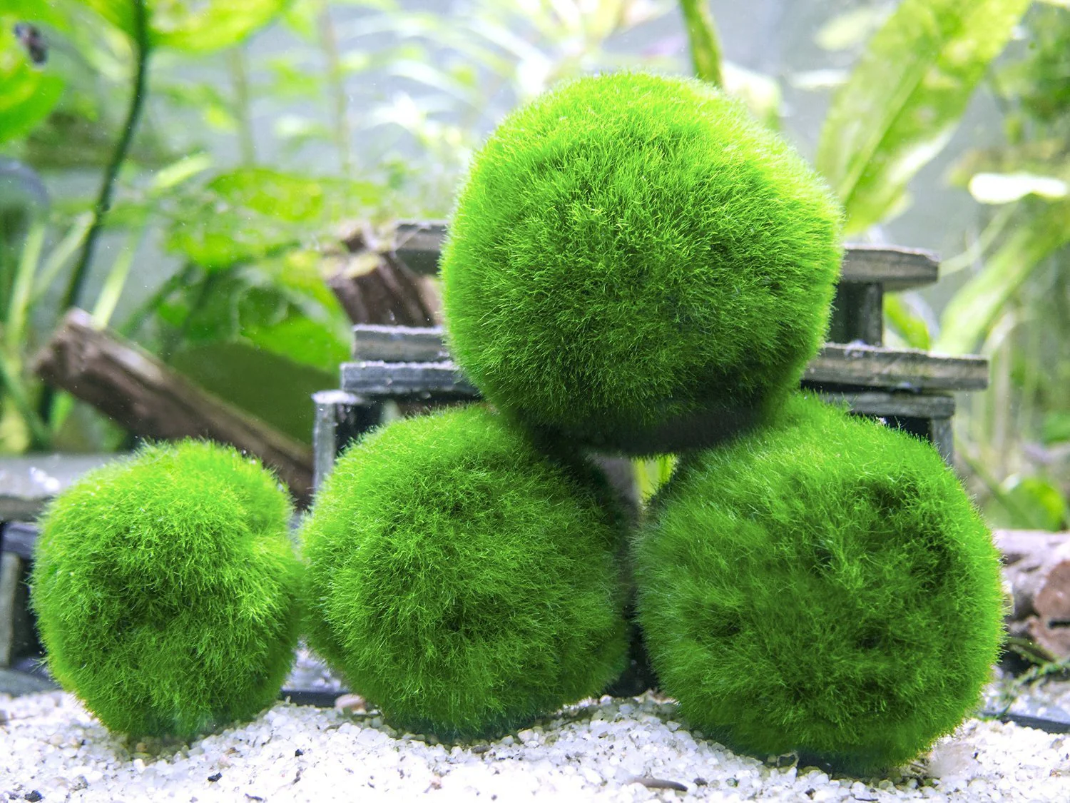 Aquatic Arts Marimo Moss Ball Fertilizer Food 8oz.