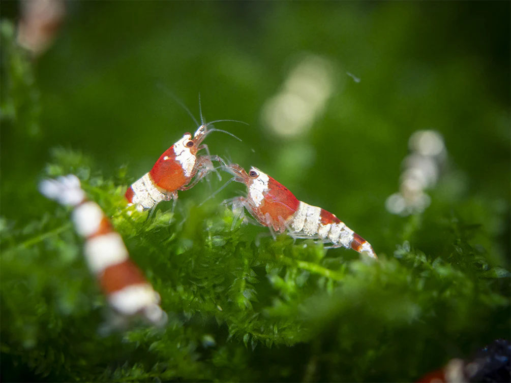 Crystal Red Shrimp Combo Box