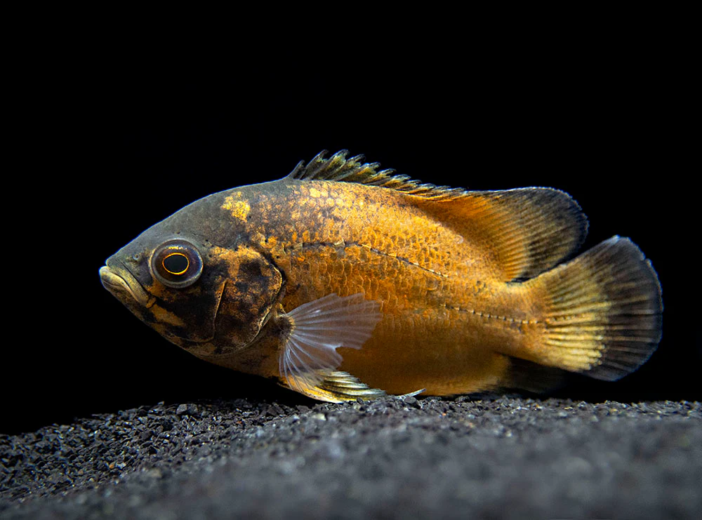 Red Oscar (Astronotus ocellatus), Tank-Bred