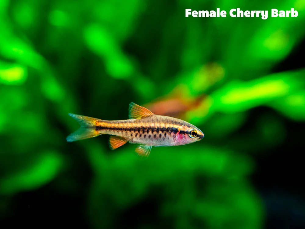 Cherry Barb (Puntius titteya), Tank-Bred