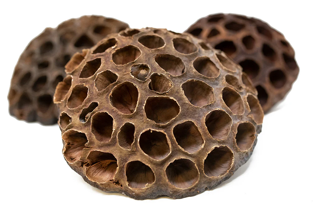 Aquatic Arts Lotus Pods